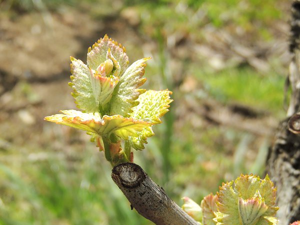 Vignerons propriétaires récoltants à Verneuil