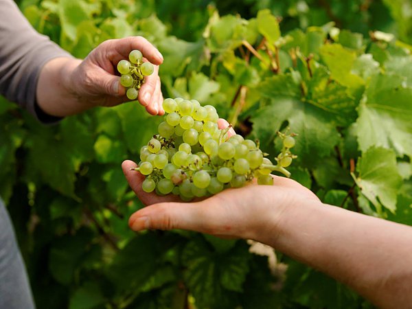 Vignerons propriétaires récoltants à Verneuil