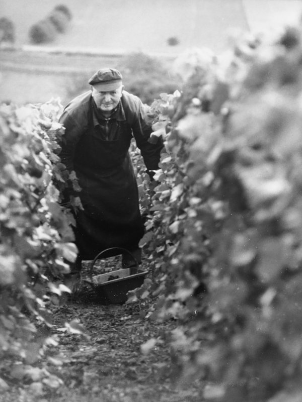 Vignerons de père en fils à Verneuil