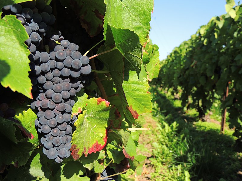 Vignerons propriétaires récoltants à Verneuil