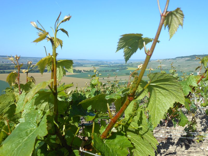 Vignerons propriétaires récoltants à Verneuil