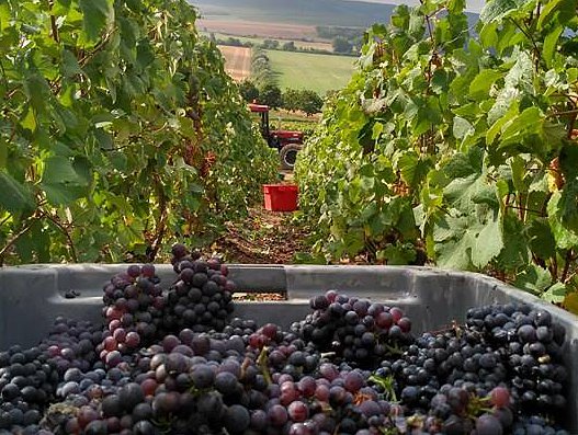 Vignerons propriétaires récoltants à Verneuil